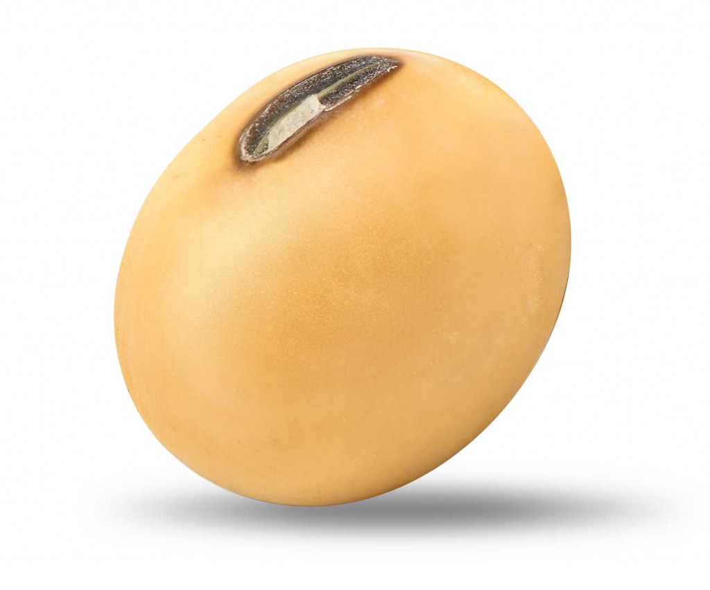 single-soybean