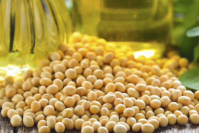 soybean-facts